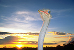 Ostrich at sunrise. Namibia.